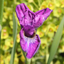 Siberian iris