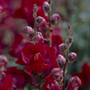 snapdragon