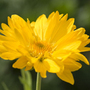 blanket flower