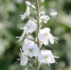 speedwell
