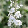 speedwell