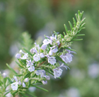 rosemary