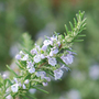 rosemary
