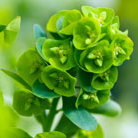wood spurge
