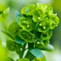 wood spurge