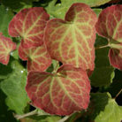 barrenwort