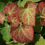 barrenwort