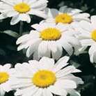 shasta daisy