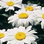 shasta daisy