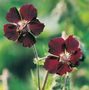 dusky cranesbill