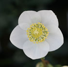 Christmas rose