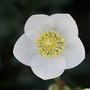 Christmas rose