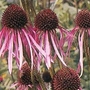 Coneflower pallida 1 packet