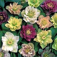 Helleborus Washfield Doubles Mixed 3 young plants