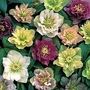 Helleborus Washfield Doubles Mixed 3 young plants
