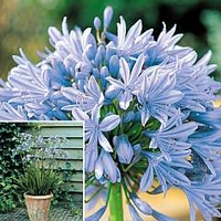 Agapanthus Headbourne Hybrids 6 bareroot plants