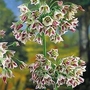 Allium Mediterranean Bells - Allium siculum (Nectaroscordum) 32 bulbs