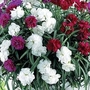 Dianthus Fontaine Mixed - Cascading 18 plants + FREE Plant Labels