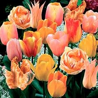 Tulip Peach Passion Blend 100 bulbs