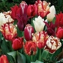 Tulip Red Passion Blend 100 bulbs