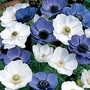 Windflower Blue & White Mix 60 bulbs