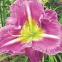 Daylily Purple Cow 3 bareroot plants
