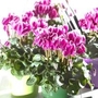 Cyclamen Fantasia Mix