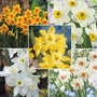 Fragrant Daffodil Collection