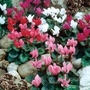 Cyclamen Collection
