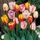 Tulip Rembrandt Mixed