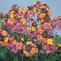 Wallflower Pastel Patchwork