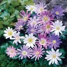 Anemone Blanda Mixed