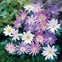 Anemone Blanda Mixed