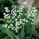 Lily of the Valley