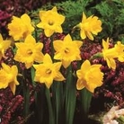 Daffodil Obvallaris (Tenby Daffodil)