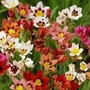 Sparaxis Mixed (Harlequin flower)