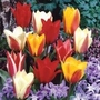 Tulip Greigii Mixed
