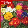 Polyanthus Pioneer Plants