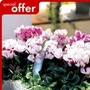 Cyclamen Victoria Deco Mixed Plants