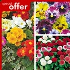 Autumn Bedding Buster Plant Pack