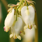 wild bleeding heart