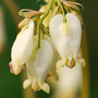 wild bleeding heart