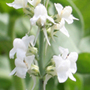 purple toadflax