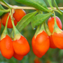 goji berry