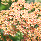 yarrow