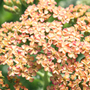 yarrow