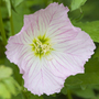 showy evening primrose