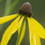drooping coneflower