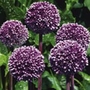 Allium Summer Drummer Units: Pack of 3 Bulbs - Flower Bulbs