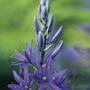 Camassia Leichtlinii